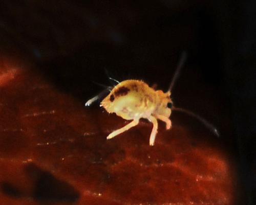 Réf. 316 336 : Dicyrtomina sp.